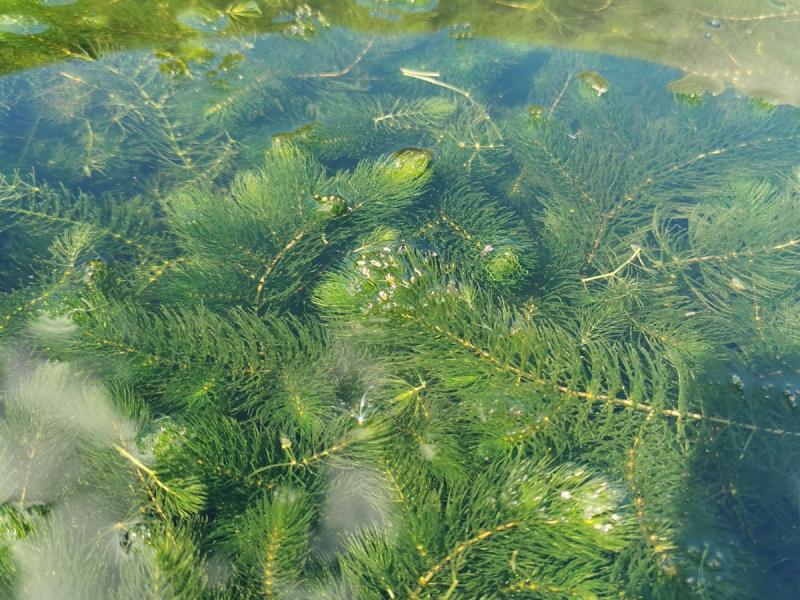 Preview: Ceratophyllum demersum - Hornkraut